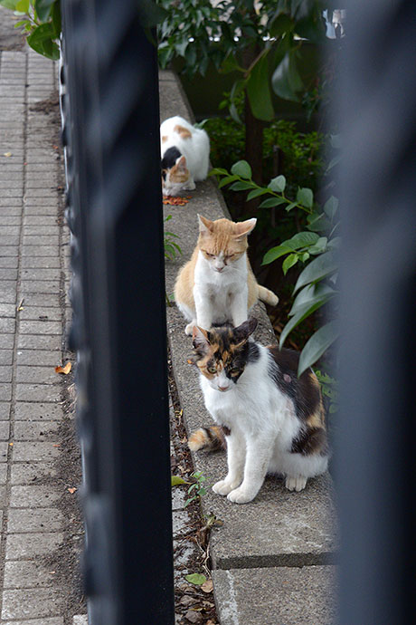 街のねこたち