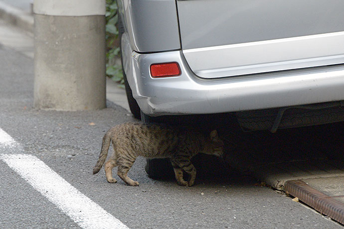 街のねこたち