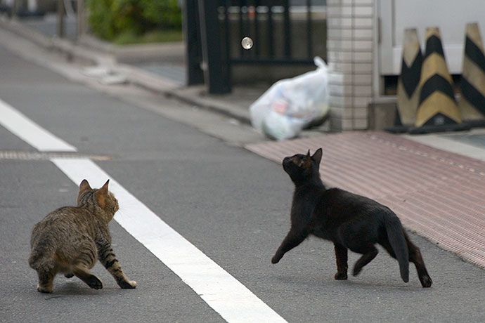 街のねこたち