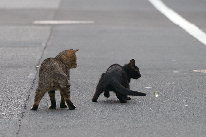 街のねこたち