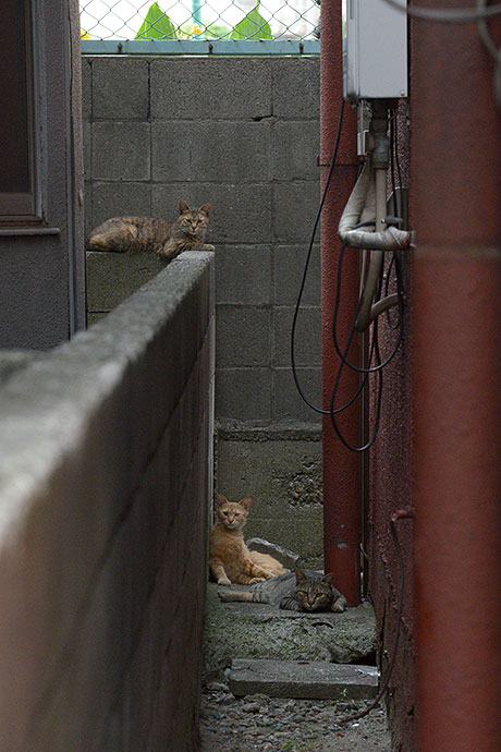 街のねこたち