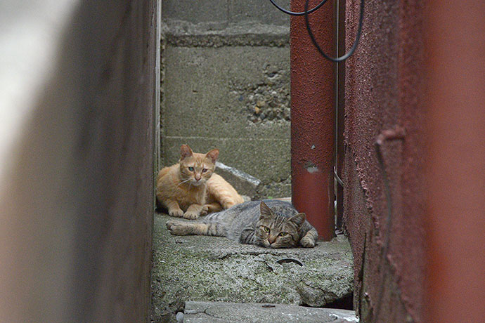 街のねこたち