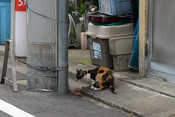 街のねこたち