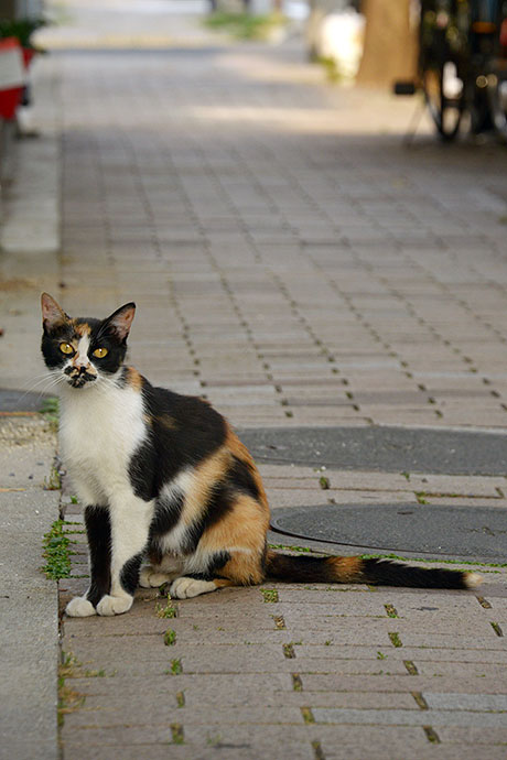 街のねこたち