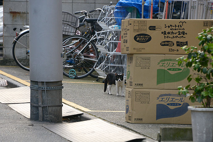 街のねこたち