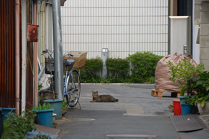 街のねこたち