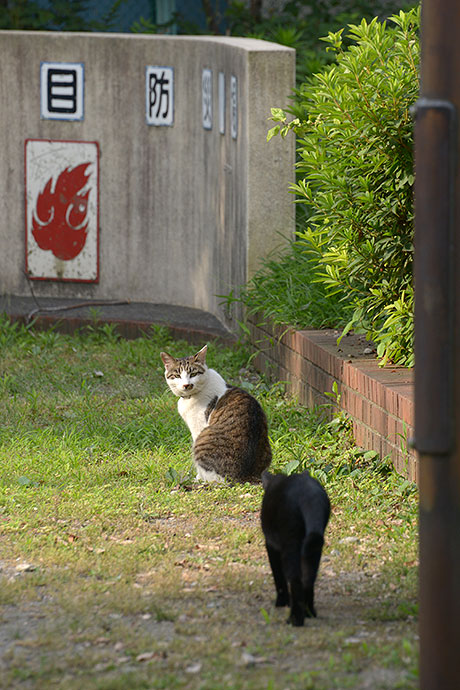 街のねこたち