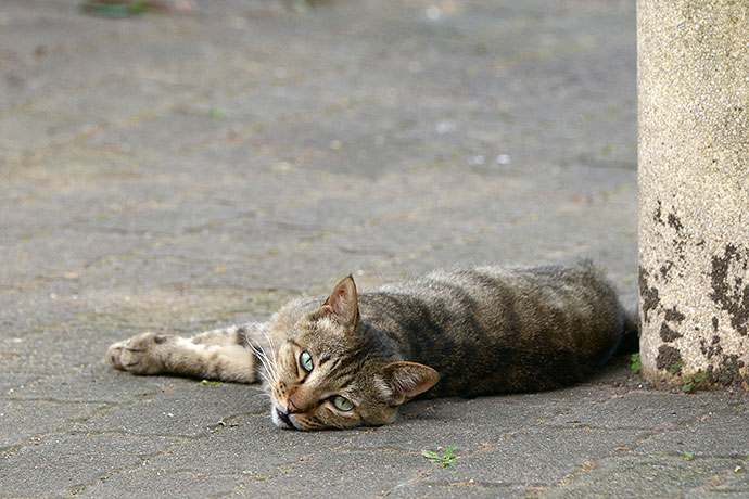 街のねこたち