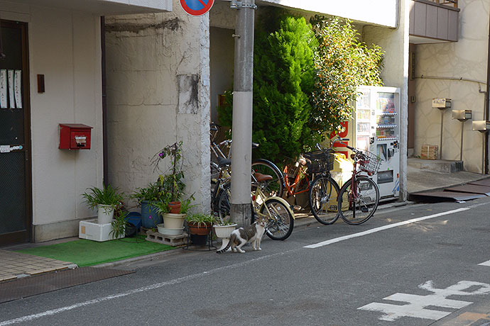街のねこたち
