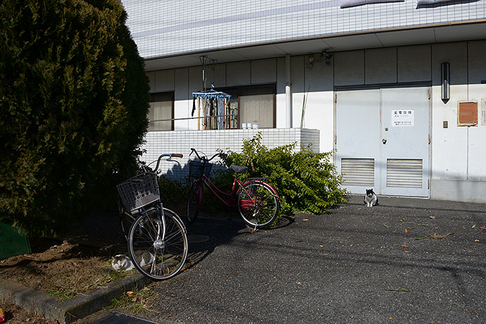 街のねこたち