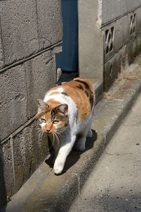 街のねこたち