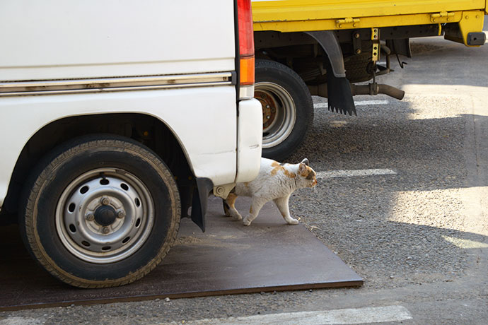 街のねこたち