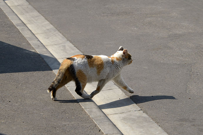 街のねこたち