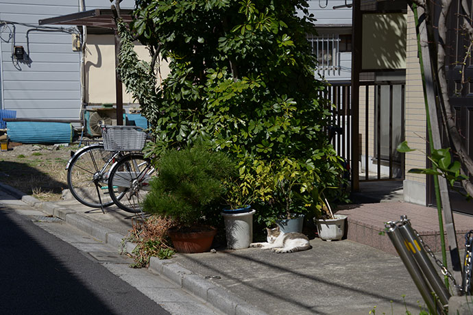 街のねこたち