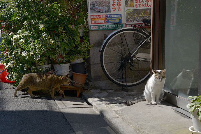 街のねこたち
