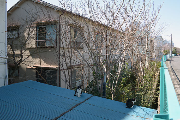 街のねこたち