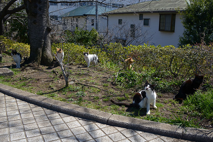 街のねこたち