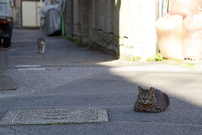 街のねこたち