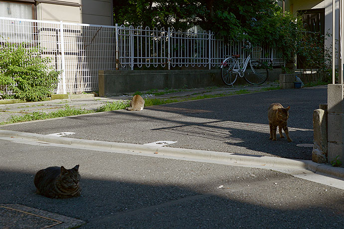 街のねこたち
