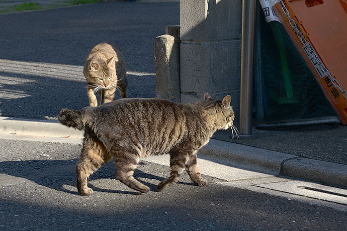 街のねこたち
