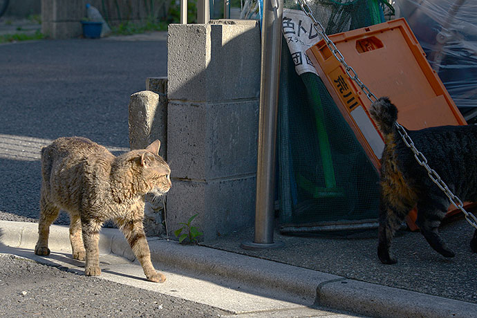 街のねこたち