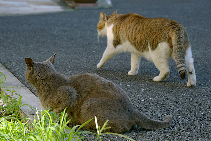 街のねこたち