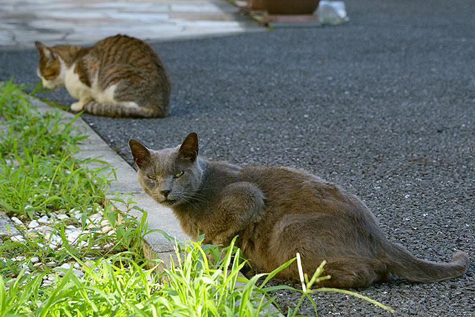 街のねこたち