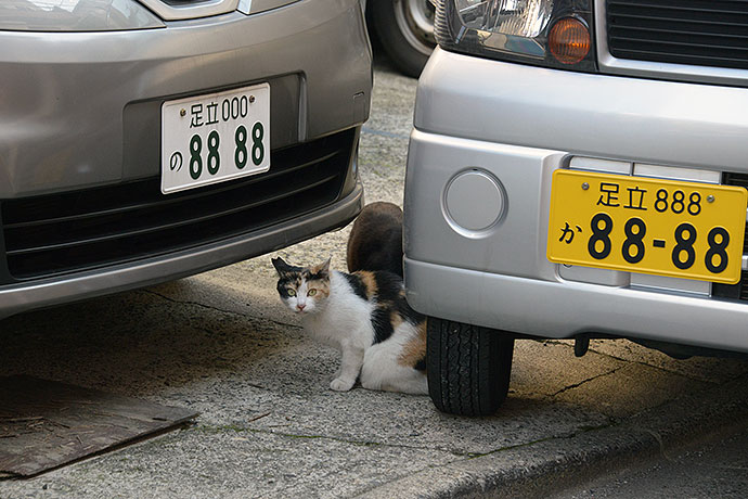 街のねこたち