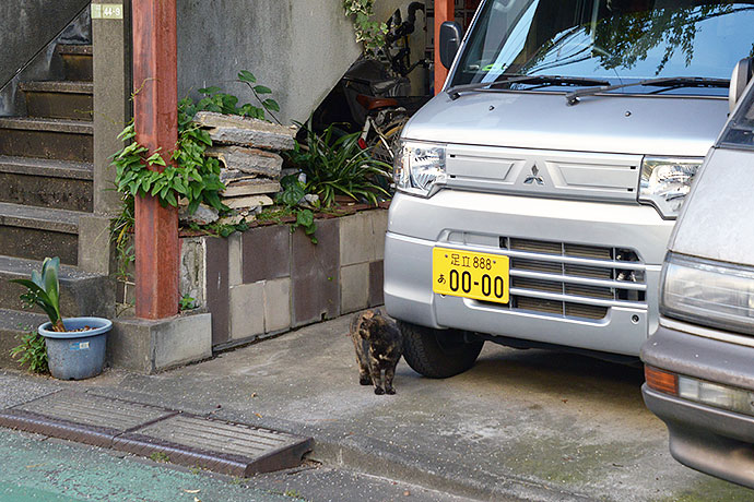街のねこたち