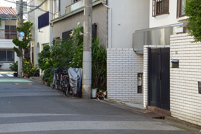 街のねこたち