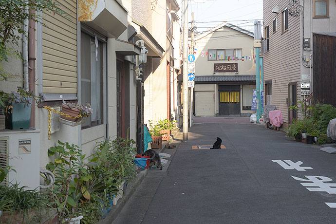 街のねこたち