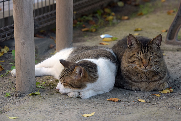 街のねこたち