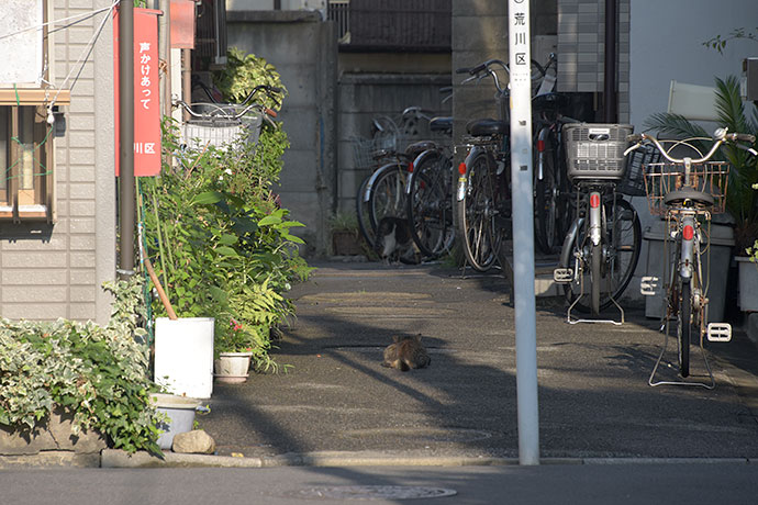 街のねこたち