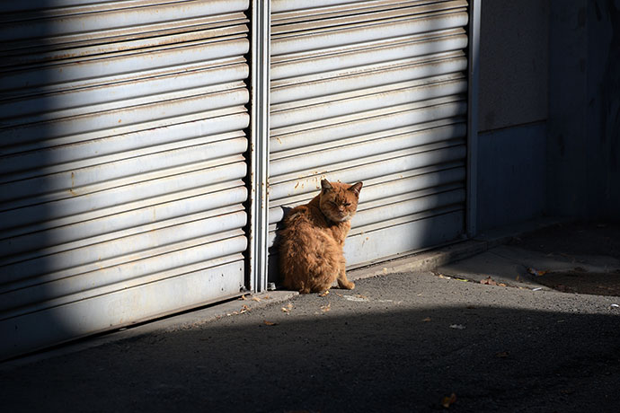 街のねこたち