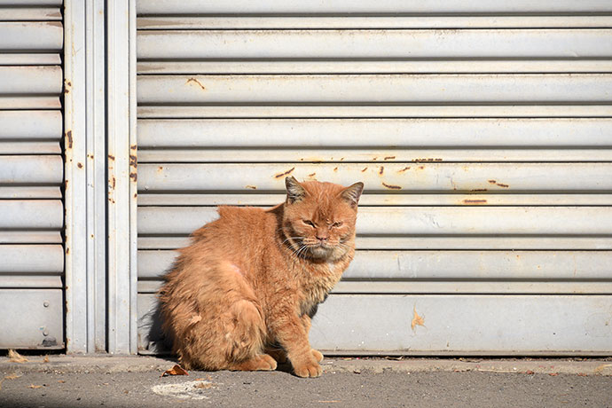 街のねこたち