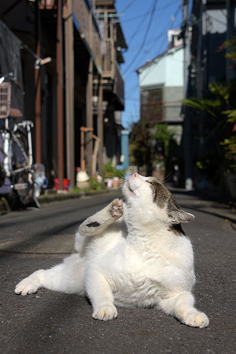 街のねこたち
