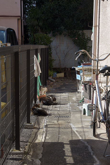 街のねこたち