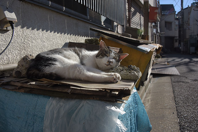 街のねこたち