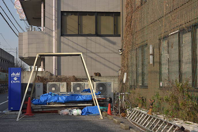 街のねこたち