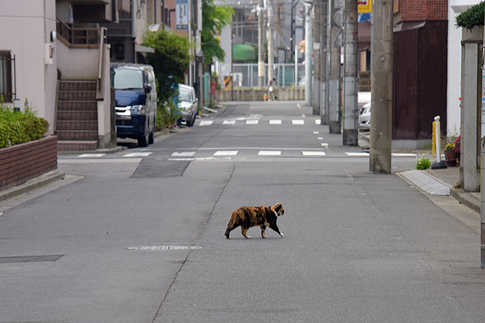 街のねこたち