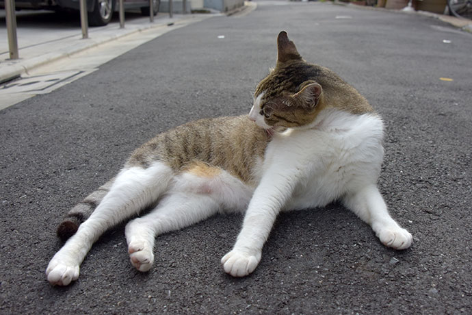 街のねこたち