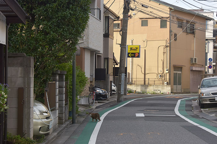 街のねこたち
