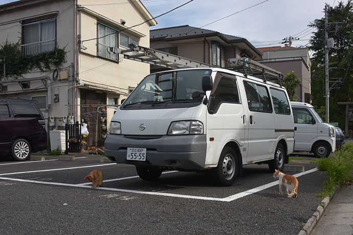 街のねこたち