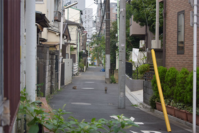 街のねこたち