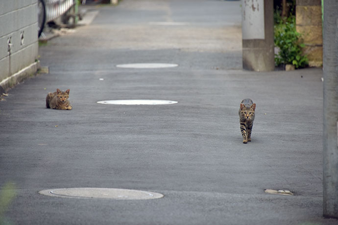 街のねこたち
