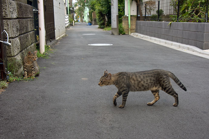 街のねこたち