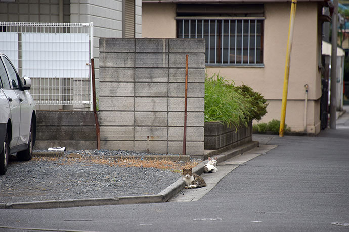 街のねこたち