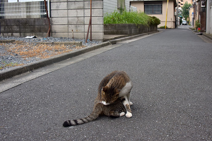 街のねこたち