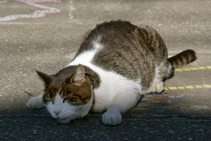 街のねこたち