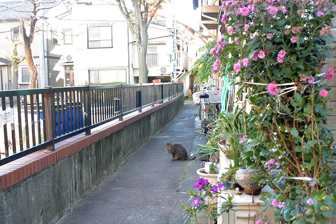 街のねこたち